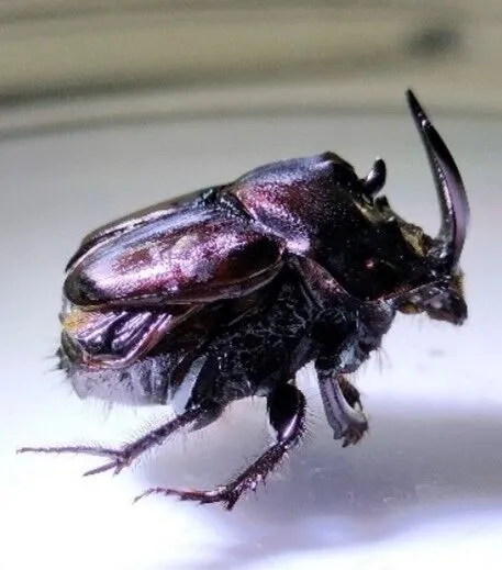 Species Focus: Dung Beetles of Borneo - Permian Global