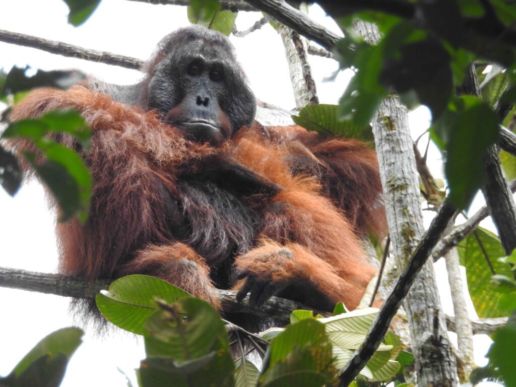 Orangutan KMP