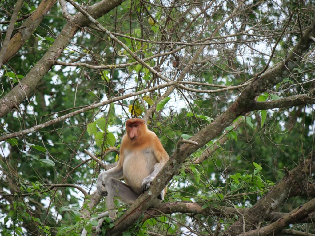 Proboscis Monkey KMP