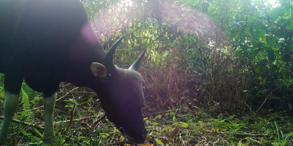 Banteng
