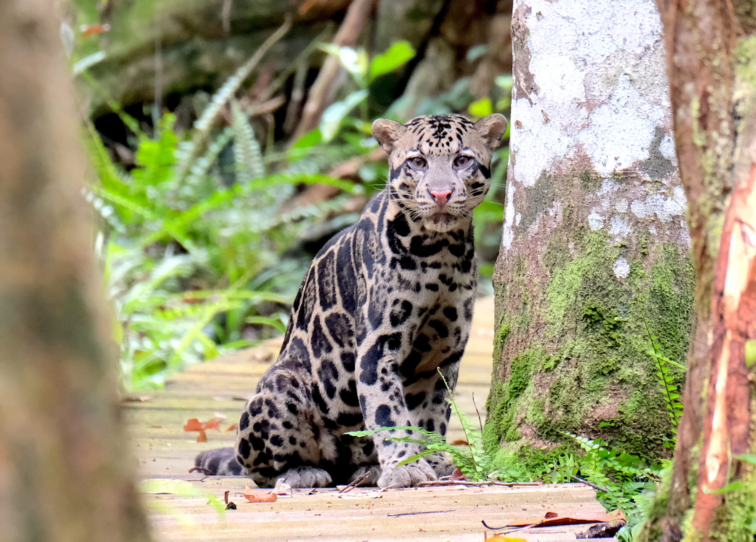 KMO Clouded Leopard