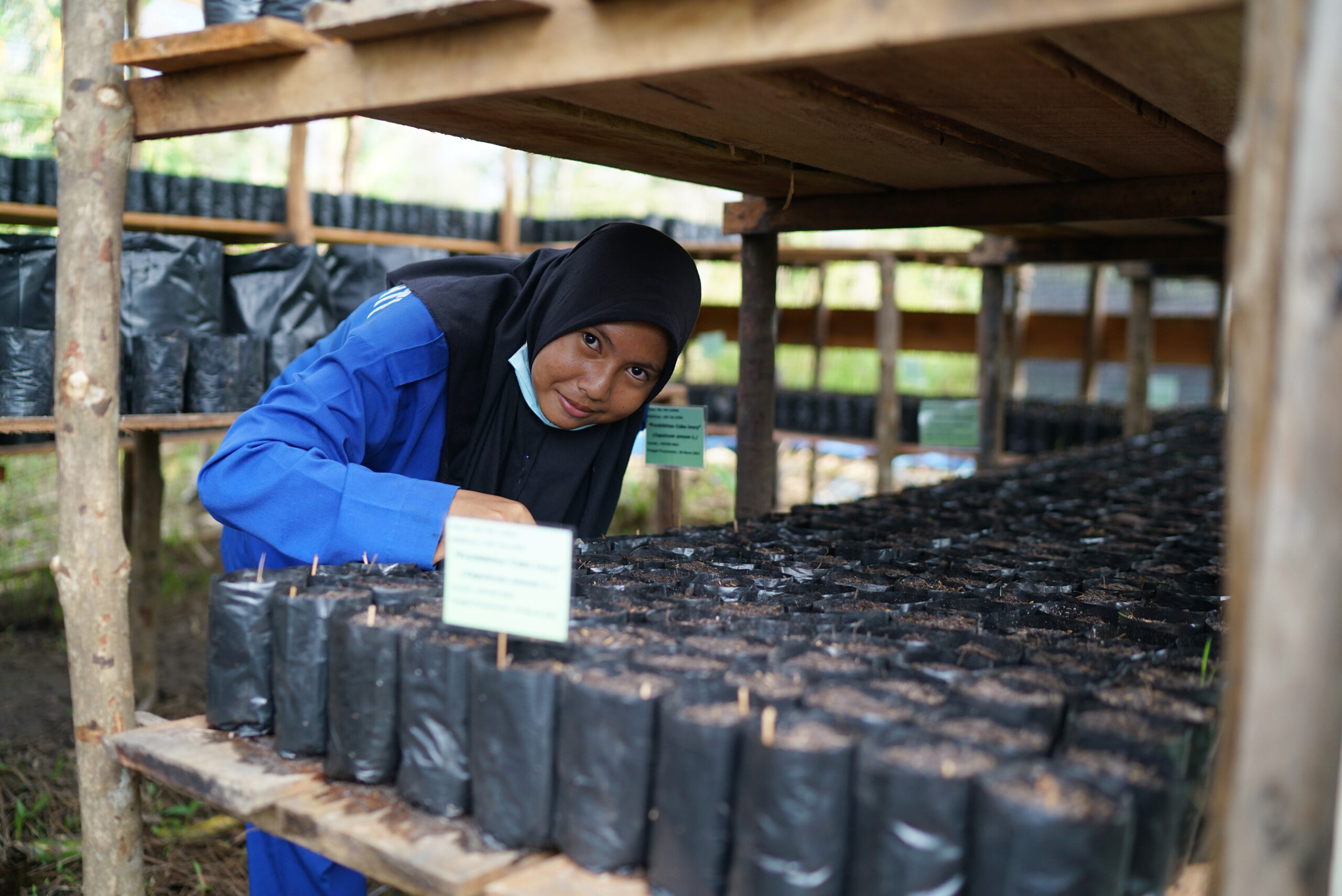 tree planting KMP