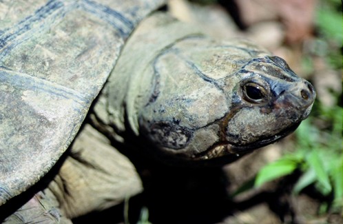 Southern Giant River Turtle
