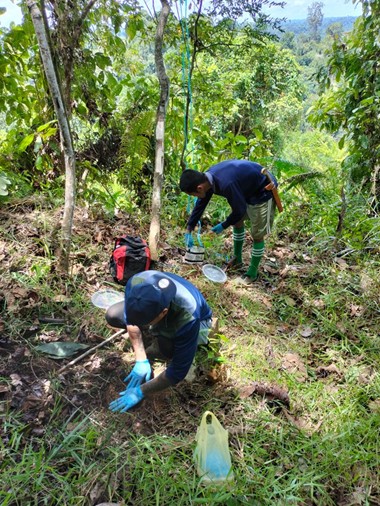 Dung beetle species collection