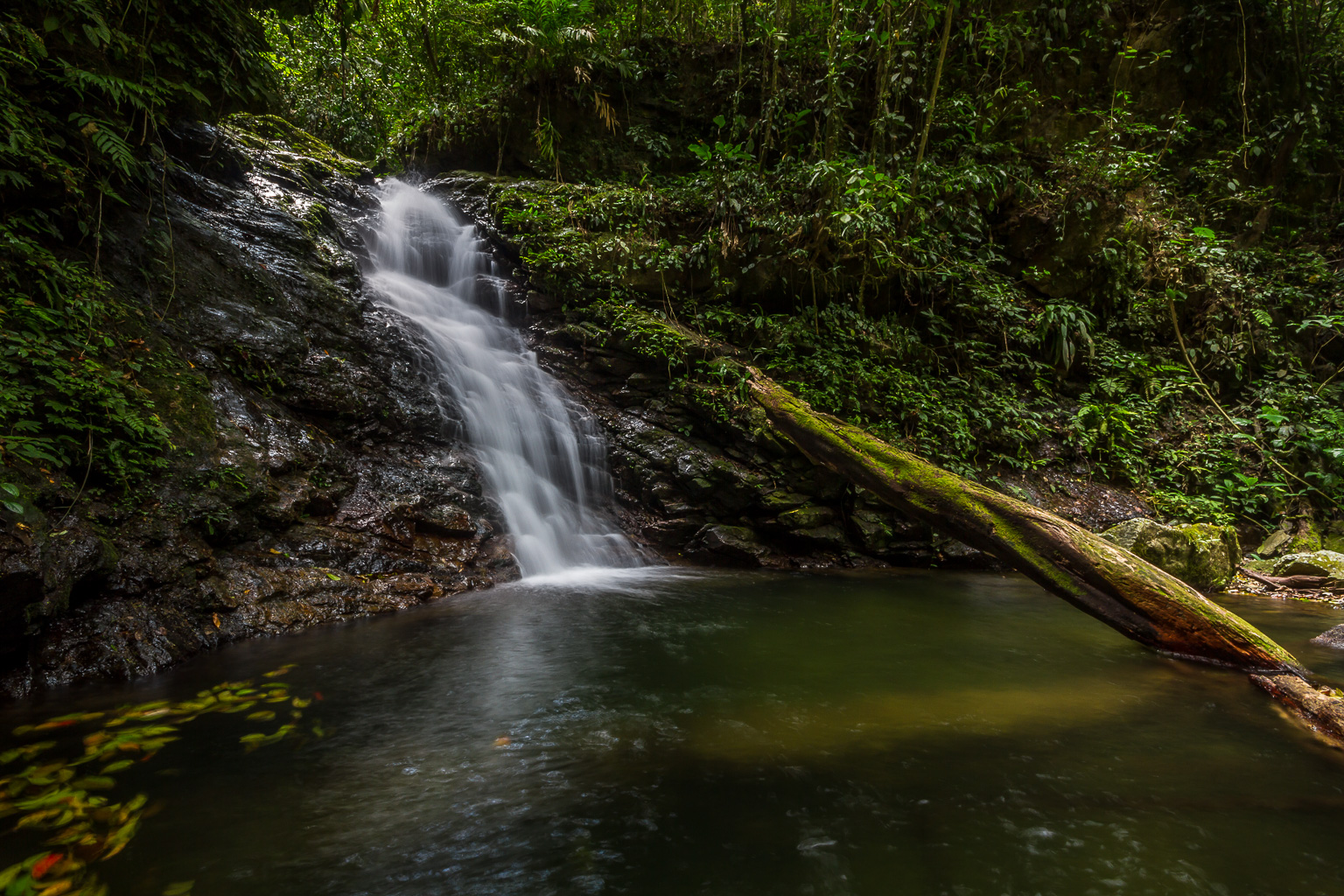 Kuamut Rainforest Conservation Project (Sabah, Malaysia)