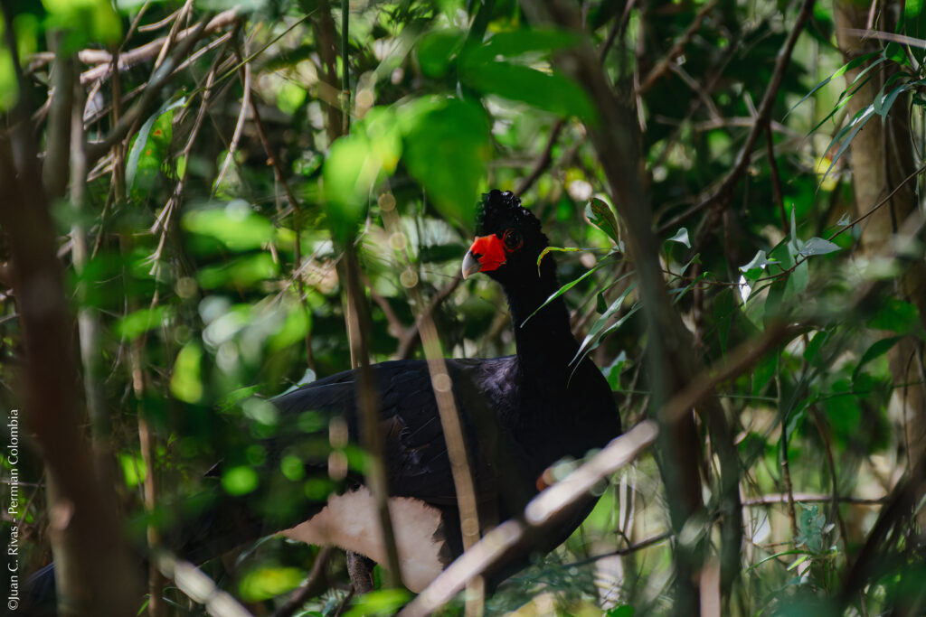 Black Curassow (Crax alector) 2