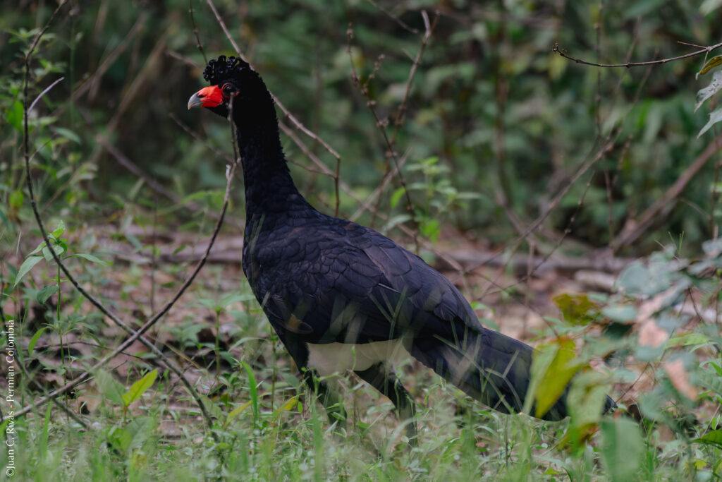 Black Curassow (Crax alector) photo 1