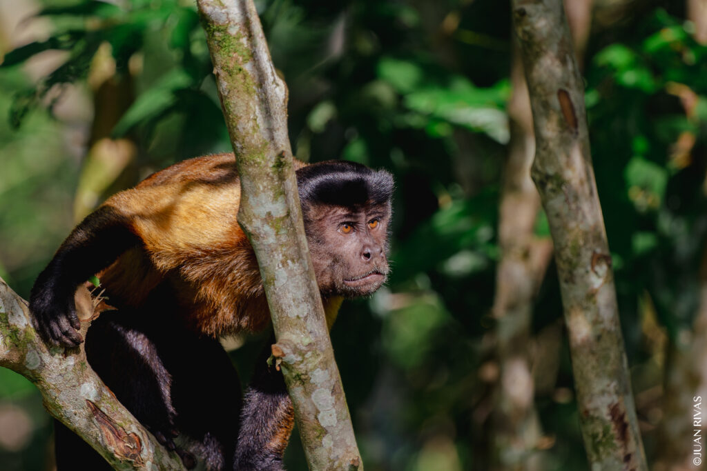 Primates Permian Colombia