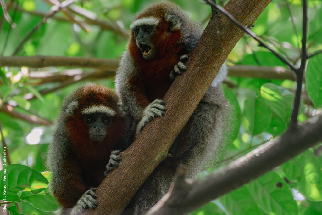 Ornate Titi Monkey