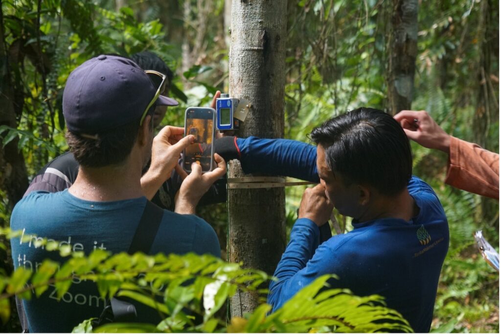 KMP technical team measuring trees using equipment