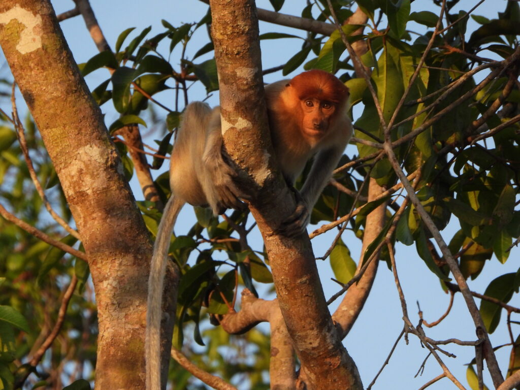 Proboscis Monkey in KMP