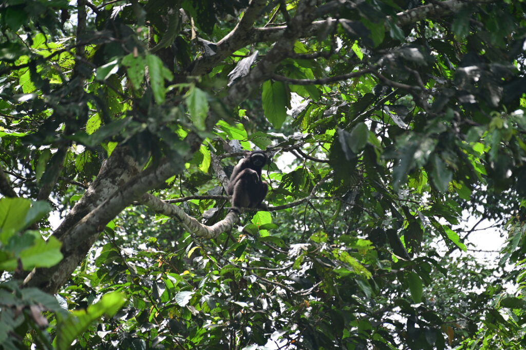Northern gray gibbon