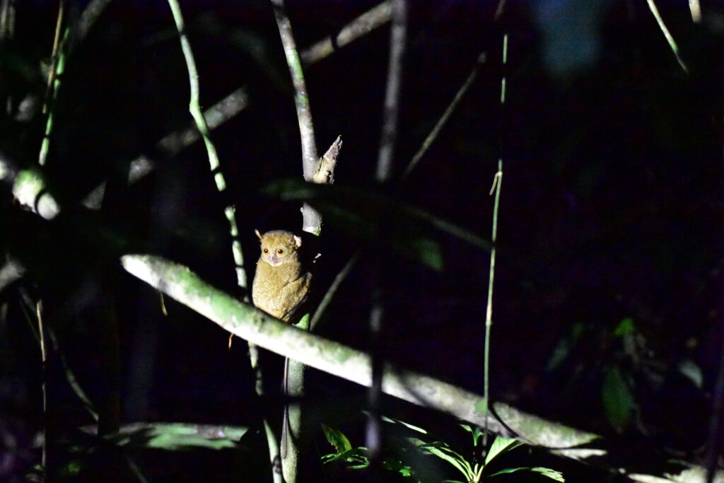 Tarsier